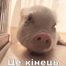 a pig with a pink nose is laying on the floor with a foreign language written on it