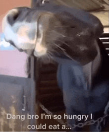 Dang Bro I'M So Hungry I Could Eat A Horse GIF - Dang Bro I'M So Hungry I Could Eat A Horse Hungry GIFs