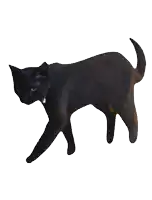 a silhouette of a cat is surrounded by green numbers and symbols