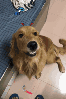 Ruocgu Smiling GIF - Ruocgu Smiling Dog Smile GIFs