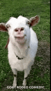 Goat Goat Lick GIF