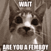 Femboy Are You GIF