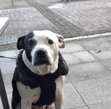 a black and white dog wearing a black harness and scarf