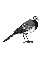a black and white drawing of a small bird with a long tail
