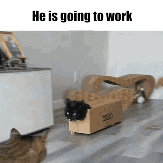 Cat Is Going To Work He Is Going To Work GIF - Cat Is Going To Work He Is Going  To Work - Discover & Share GIFs