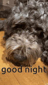 a dog is laying on the floor with the words good night written on the bottom