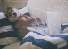 Doggo Typing Dog GIF - Doggo Typing Dog Working Hard GIFs
