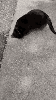 Cat Black Cat GIF - Cat Black Cat Kitty GIFs