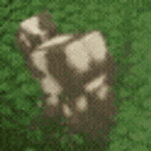 a brown and white cow is standing in the grass in a video game .