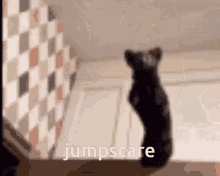 Jumpscare Marten GIF - Jumpscare Marten Sable GIFs