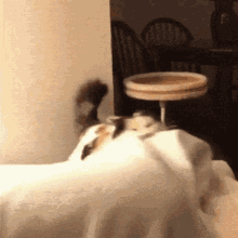 Shaking Head GIF - Shaking Head Cat GIFs