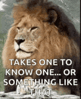 a lion with the words `` takes one to know one ... or something like that '' written on it .