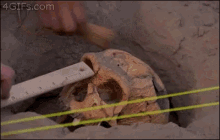 fossil dig oops skull arrested development
