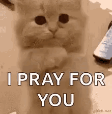 Praying Cat GIF - Praying Cat Please GIFs