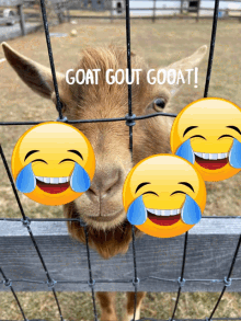 Goat Goats GIF - Goat Goats GIFs