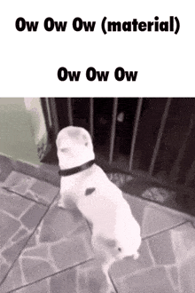 a dog standing on its hind legs with the words " ow ow ow ( material ) " on the bottom
