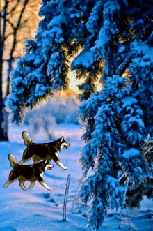 Wolves Snow GIF - Wolves Snow Christmas GIFs
