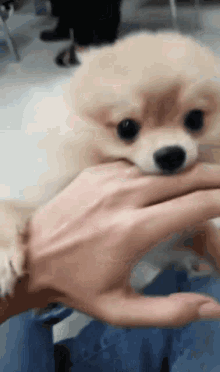 Puppy Dog GIF - Puppy Dog Bite GIFs