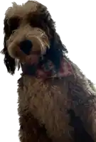 a brown and white dog wearing a red white and blue scarf around its neck