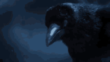 Crow De By Da Scare GIF