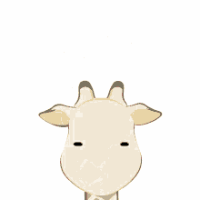 confused giraffe