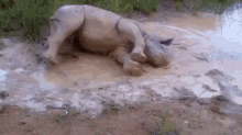 Getting Dirty GIF - Animals Rhino Baby GIFs