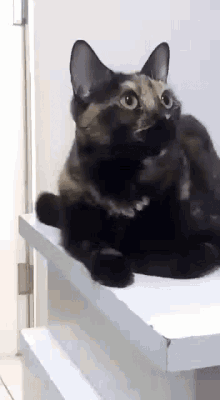 Funny Animals Cat GIF - Funny Animals Cat Cats GIFs