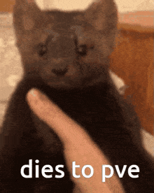 a person holding a kitten with the words dies to pve written on the bottom
