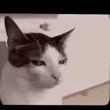 a close up of a cat 's face on a white background .