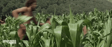 a group of people running through a corn field .
