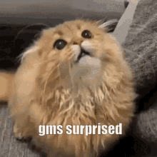 Gms Surprised GIF - Gms Surprised Gms Surprised GIFs