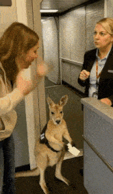 a kangaroo wearing a badge that says ' australian ' on it