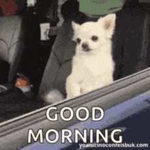a small white dog is sitting in the back seat of a car and says good morning .