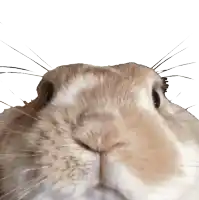 a close up of a brown and white rabbit 's face against a white background