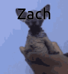 Zach GIF - Zach GIFs