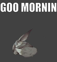 Goo Mornin Good Morning GIF - Goo Mornin Good Morning Vulpera GIFs