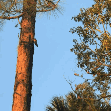 Jump Squirrel GIF - Jump Squirrel Flying GIFs