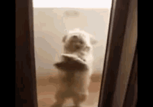 Dancing Dog Here To Cheer Up Your Day GIF - Dog Dance Cha Cha GIFs