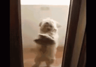 Dancing Dog Here To Cheer Up Your Day GIF Dog Dance Cha Cha Discover Share GIFs