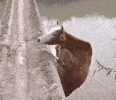 a brown and white horse is standing on a tree trunk