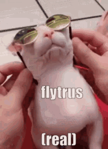 Flytrus Bingus GIF - Flytrus Bingus Funny GIFs