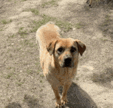 a brown dog is standing on a dirt field looking at the camera