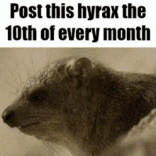 a picture of a hyrax with the text post this hyrax the 10th of every month