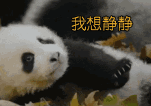 我想静静 GIF - Leave Me Alone Be Quiet Panda GIFs