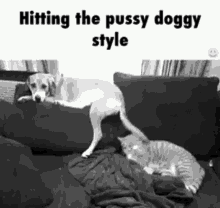 Hitting The Pussy Doggy Style GIF - Hitting The Pussy Doggy Style Wag Tail GIFs