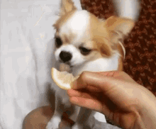 Lemon Cute GIF - Lemon Cute Dog GIFs