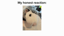 Opossum My Honest Reaction GIF - Opossum My Honest Reaction Scrunkly GIFs