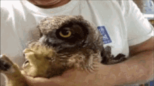 Owl GIF - Creepy Owl Kiss GIFs