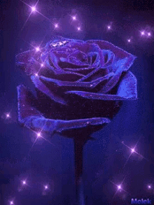 Rose Purple GIF