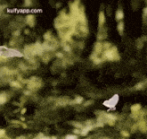 Flying.Gif GIF - Flying The Lion King Animals GIFs